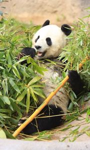 Preview wallpaper panda, funny, bamboo, leaves