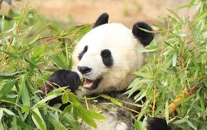 Preview wallpaper panda, funny, bamboo, leaves