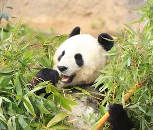Preview wallpaper panda, funny, bamboo, leaves