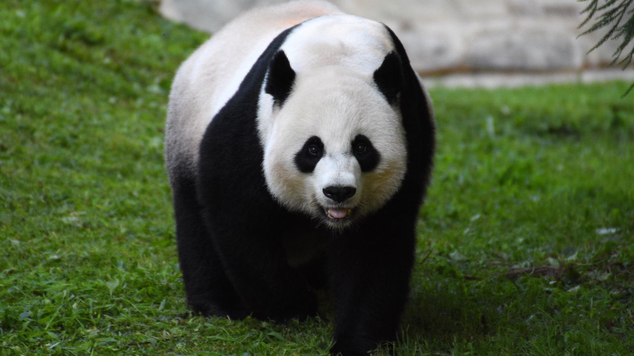 Wallpaper panda, furry, glance, animal