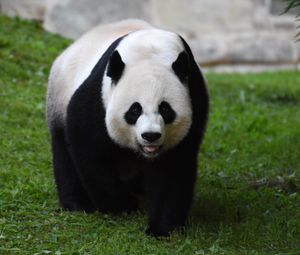 Preview wallpaper panda, furry, glance, animal