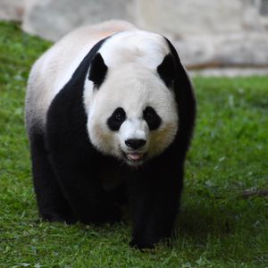 Preview wallpaper panda, furry, glance, animal