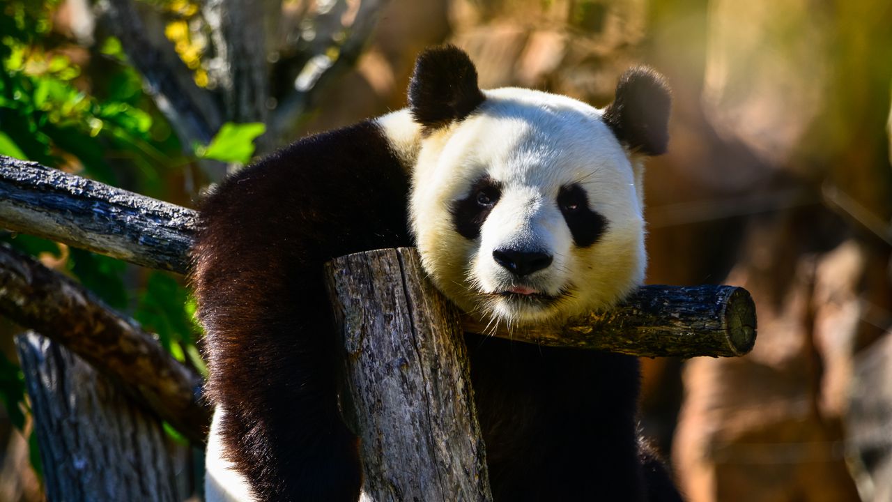 Wallpaper panda, glance, animal, wildlife