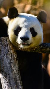 Preview wallpaper panda, glance, animal, wildlife