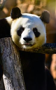 Preview wallpaper panda, glance, animal, wildlife