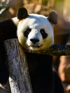 Preview wallpaper panda, glance, animal, wildlife