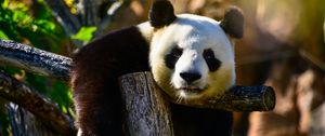 Preview wallpaper panda, glance, animal, wildlife