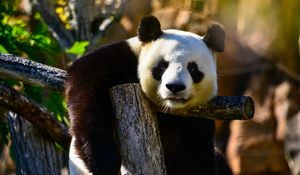 Preview wallpaper panda, glance, animal, wildlife