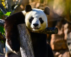 Preview wallpaper panda, glance, animal, wildlife