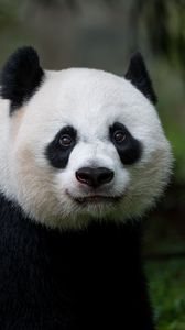 Preview wallpaper panda, glance, animal