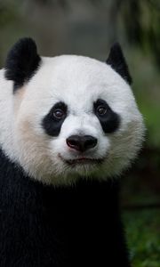 Preview wallpaper panda, glance, animal