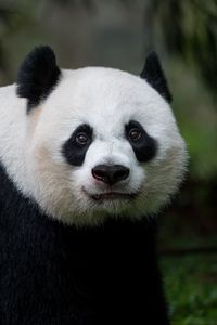 Preview wallpaper panda, glance, animal