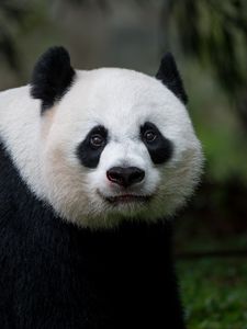 Preview wallpaper panda, glance, animal