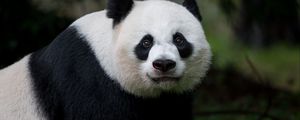 Preview wallpaper panda, glance, animal