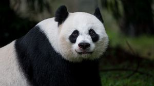 Preview wallpaper panda, glance, animal