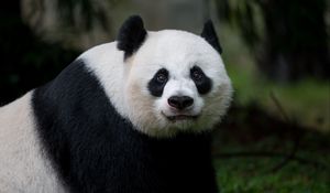 Preview wallpaper panda, glance, animal
