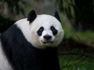 Preview wallpaper panda, glance, animal