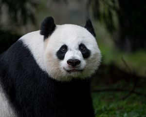 Preview wallpaper panda, glance, animal