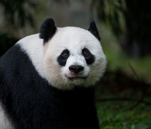 Preview wallpaper panda, glance, animal