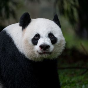 Preview wallpaper panda, glance, animal