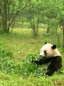 Preview wallpaper panda, grass, food, couple