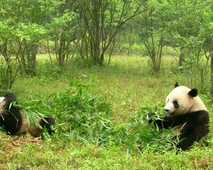 Preview wallpaper panda, grass, food, couple