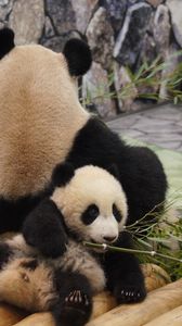 Preview wallpaper panda, grass, lie, rest