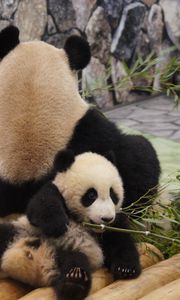 Preview wallpaper panda, grass, lie, rest