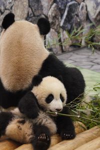 Preview wallpaper panda, grass, lie, rest