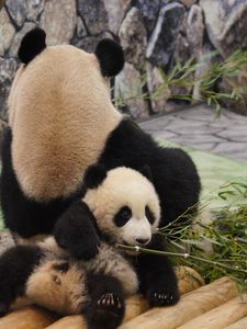 Preview wallpaper panda, grass, lie, rest