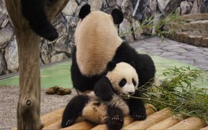 Preview wallpaper panda, grass, lie, rest