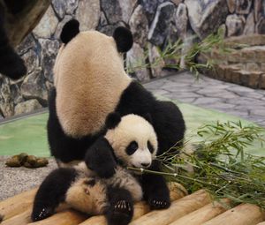 Preview wallpaper panda, grass, lie, rest