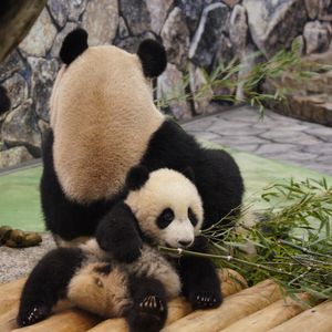 Preview wallpaper panda, grass, lie, rest