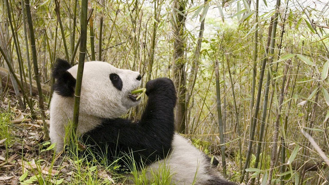 Wallpaper panda, grass, lie, trees