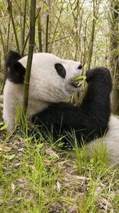 Preview wallpaper panda, grass, lie, trees