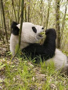 Preview wallpaper panda, grass, lie, trees