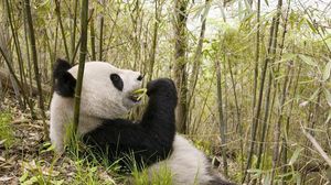 Preview wallpaper panda, grass, lie, trees