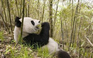 Preview wallpaper panda, grass, lie, trees