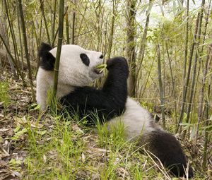 Preview wallpaper panda, grass, lie, trees