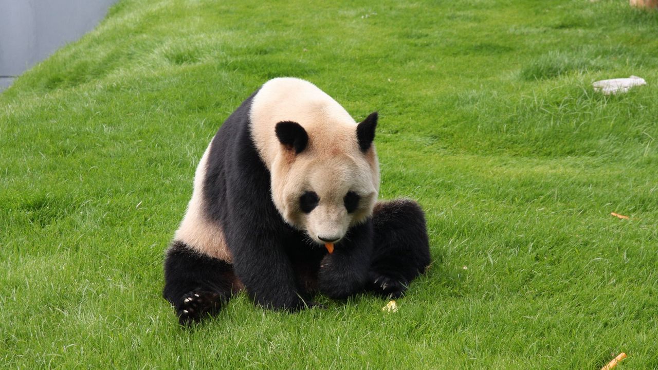 Wallpaper panda, grass, sit, baby
