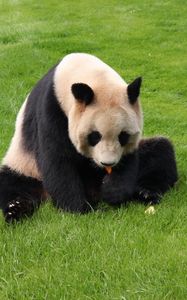 Preview wallpaper panda, grass, sit, baby