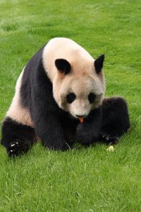 Preview wallpaper panda, grass, sit, baby