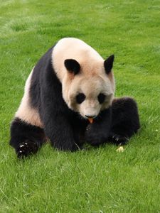 Preview wallpaper panda, grass, sit, baby