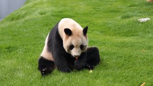 Preview wallpaper panda, grass, sit, baby