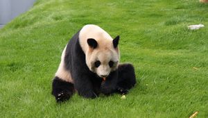 Preview wallpaper panda, grass, sit, baby