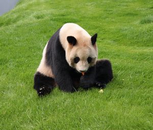 Preview wallpaper panda, grass, sit, baby