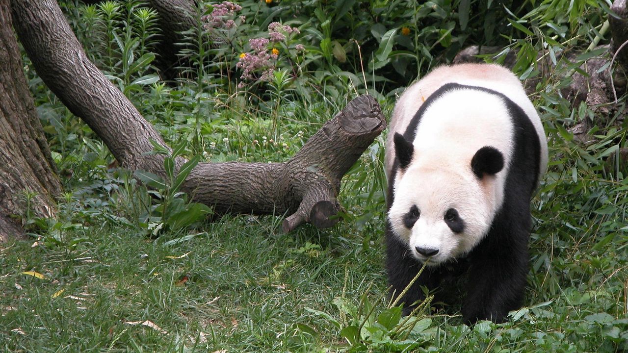 Wallpaper panda, grass, tree, walk