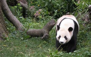 Preview wallpaper panda, grass, tree, walk