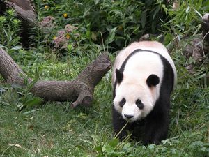 Preview wallpaper panda, grass, tree, walk