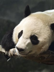 Preview wallpaper panda, head, animal, cute